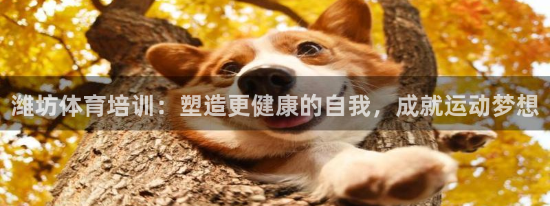 极悦平台注册失败如何解决：潍坊体育培训：塑造更健康的